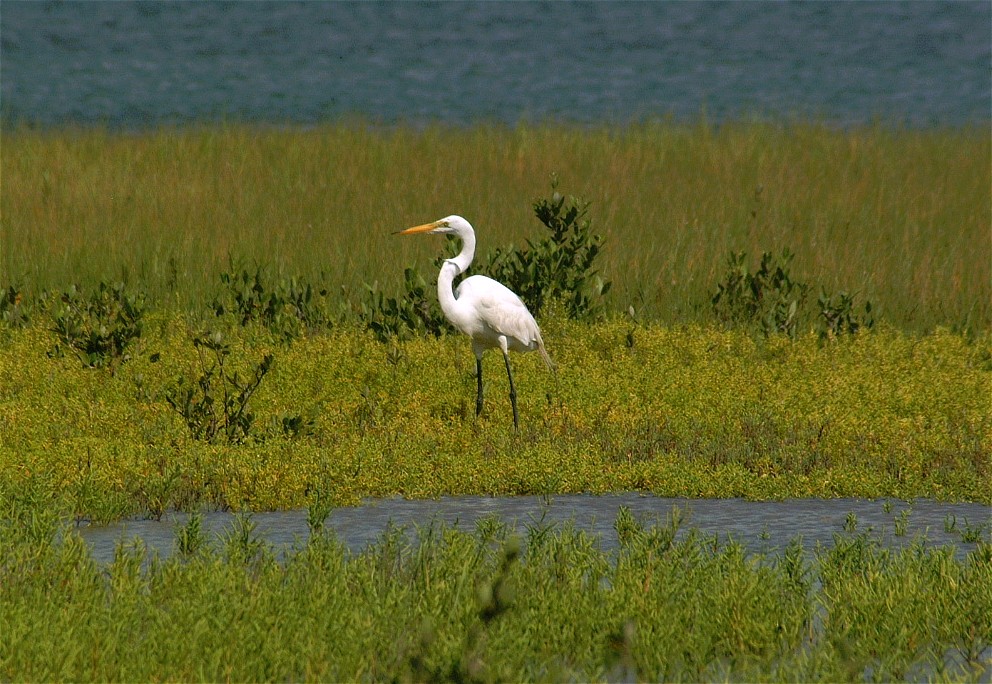 egret-05.jpg   (992x684)   233 Kb                                    Click to display next picture